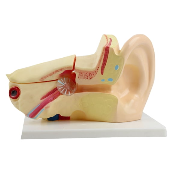 QueMer Anatomical Human Inner Ear Model Life Size Ear Structure Anatomy Model for Teaching Demonstration Biology Education
