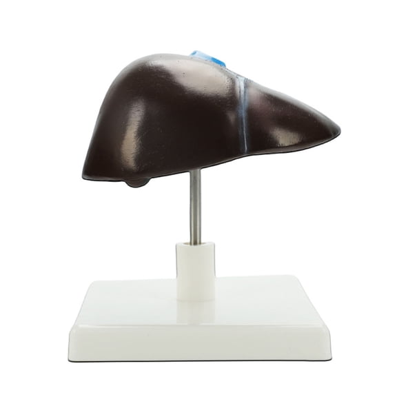 QueMer Anatomical Human Liver Model Life Size Hepatic Structure Anatomy Model for Teaching Demonstration Biology Education