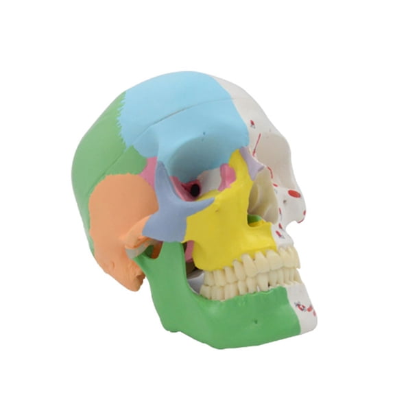 QueMer HumanSku11Model Life Size forMed1ca1Learning forMed1ca1Teaching Display ModelSku11 Natural Textures of Human Anatomy Study Display for Teaching with RemovableSku11Cap and Teeth