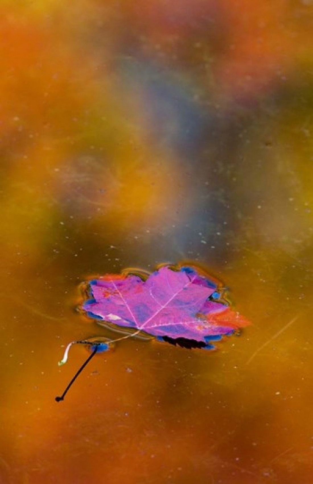 Quebec Autumn Leaf on Pond Canvas Art - Jaynes Gallery DanitaDelimont (24 x 36)