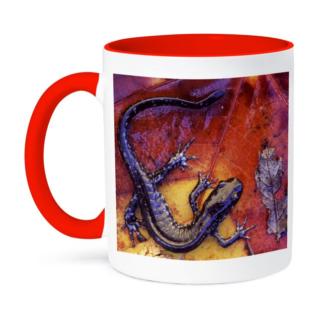 3dRose, Quebec. Blue-spotted salamander lizards-CN10 BJA0023 - Janyes Gallery, 11oz Two-Tone Red Mug