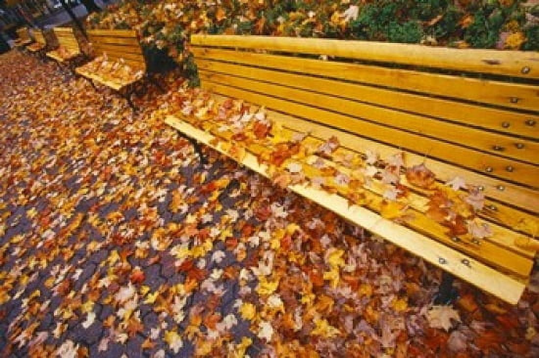 Quebec City Park Bench in Fall Canvas Art - Tom Haseltine DanitaDelimont (26 x 18)
