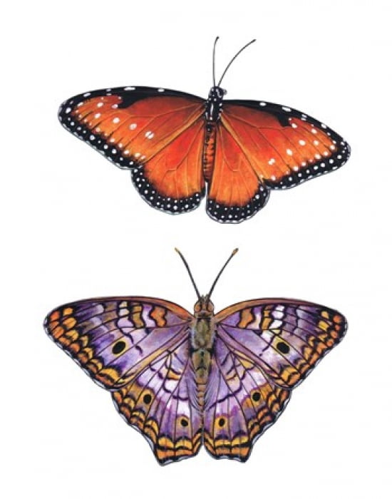 Queen And White Peacock Butterflies Canvas Art - Marilyn Barkhouse (18 x 23)