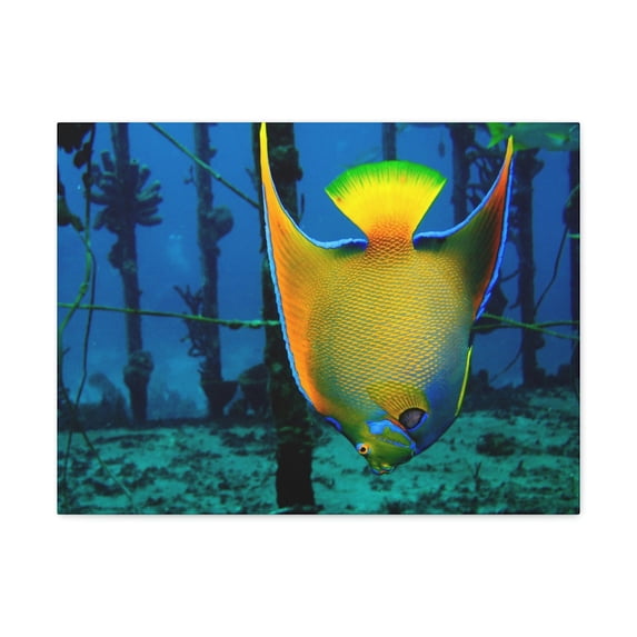 Queen Angel Fish Horizontal Angel Fish Wall Art Ready To Hang Unframed