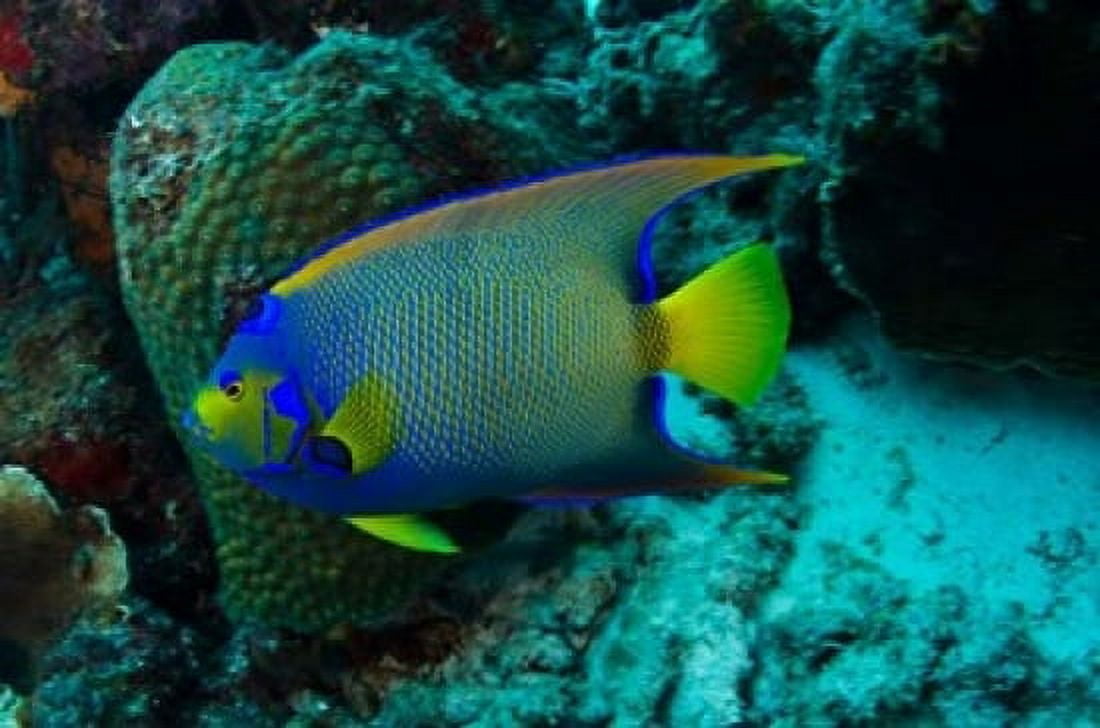 Queen Angelfish Bonaire Netherlands Antilles Canvas Art - Pete Oxford DanitaDelimont (18 x 12)