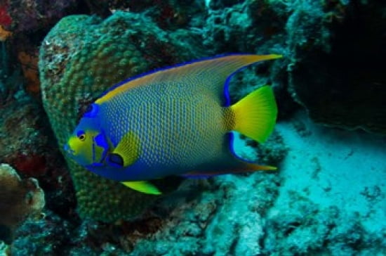Queen Angelfish Bonaire Netherlands Antilles Canvas Art - Pete Oxford DanitaDelimont (36 x 24)