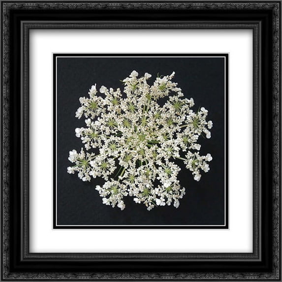 Queen Annes Lace I 2x Matted 20x20 Black Ornate Framed Art Print by Christensen, Jim