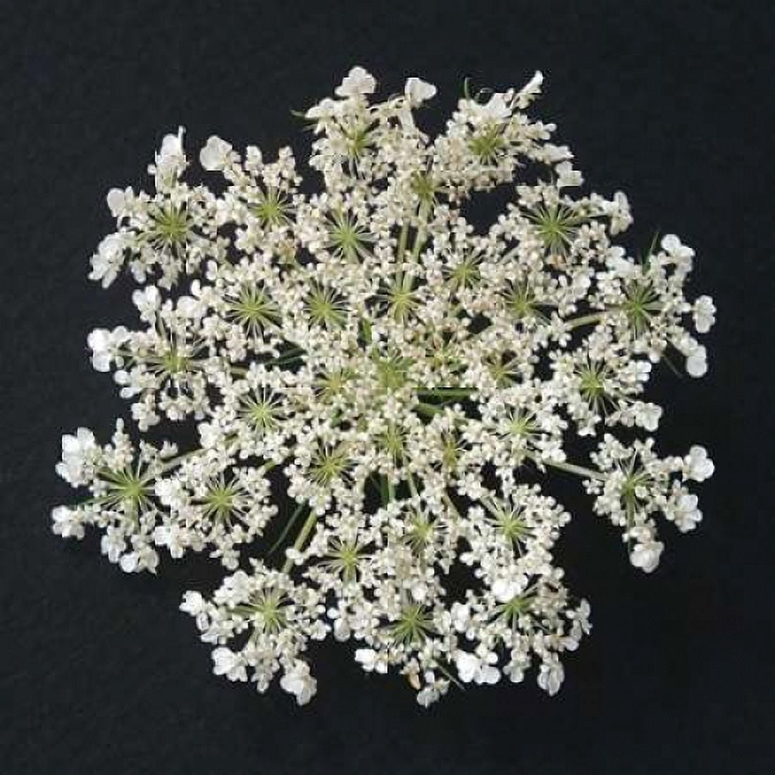 Queen Annes Lace I Canvas Art - Jim Christensen (24 x 24)