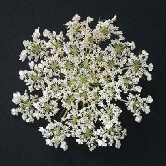 Queen Annes Lace I Poster Print by Jim Christensen