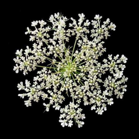 Queen Annes Lace II Poster Print by Jim Christensen