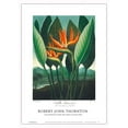 thumbnail image 1 of The Queen Flower (Bird of Paradise) - from the Temple of Flora - Vintage Botanical Illustration by Robert John Thornton c.1807 - Master Art Print 10in x 14in, 1 of 4