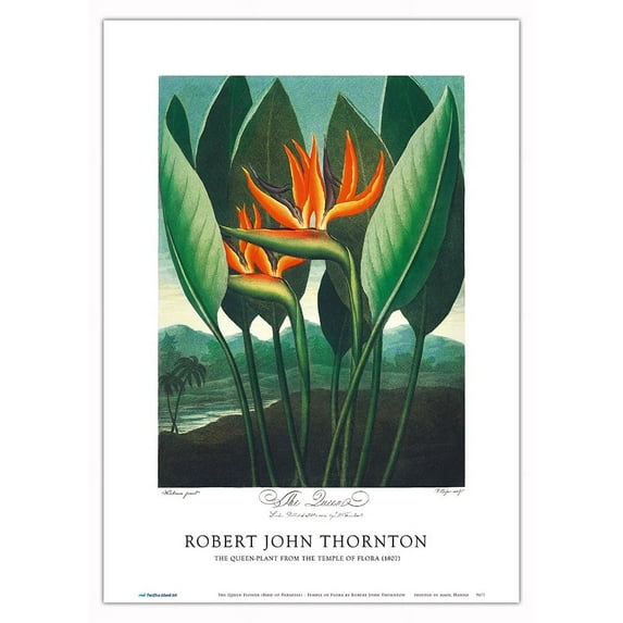 The Queen Flower (Bird of Paradise) - from the Temple of Flora - Vintage Botanical Illustration by Robert John Thornton c.1807 - Master Art Print 10in x 14in