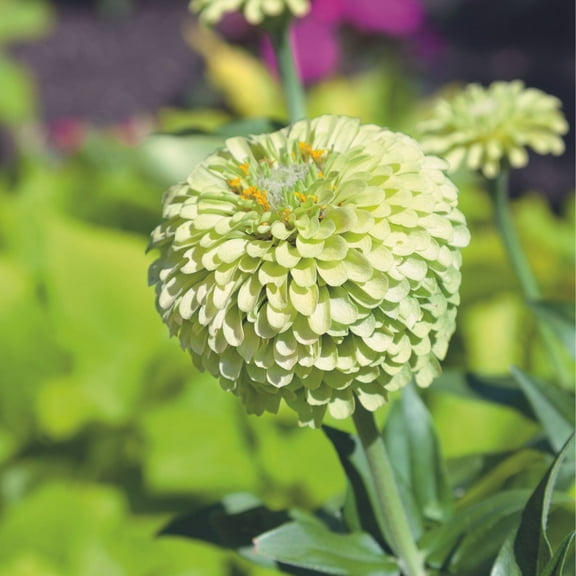 Queen Lime Bush Zinnia Seeds 1 G ~198 Seeds – Non-GMO, Heirloom – Unique Lime-Green Blooms – Attracts Bees & Butterflies – Drought-Tolerant, Fast-Growing, Easy-Care Annual – Great for Gardens