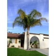 thumbnail image 1 of Queen Palm - Live Plant in an 10 Inch Growers Pot - 3 to 4 Feet Tall - Syagrus Romanzoffiana - Handsome and Sturdy Evergreen Palm, 1 of 4