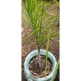 Queen Palm Live Tree