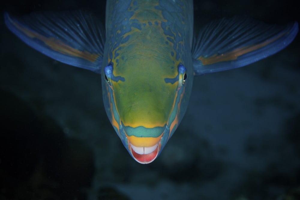 Queen Parrotfish feeding on algae Canvas Art - Terry MooreStocktrek Images (35 x 23)