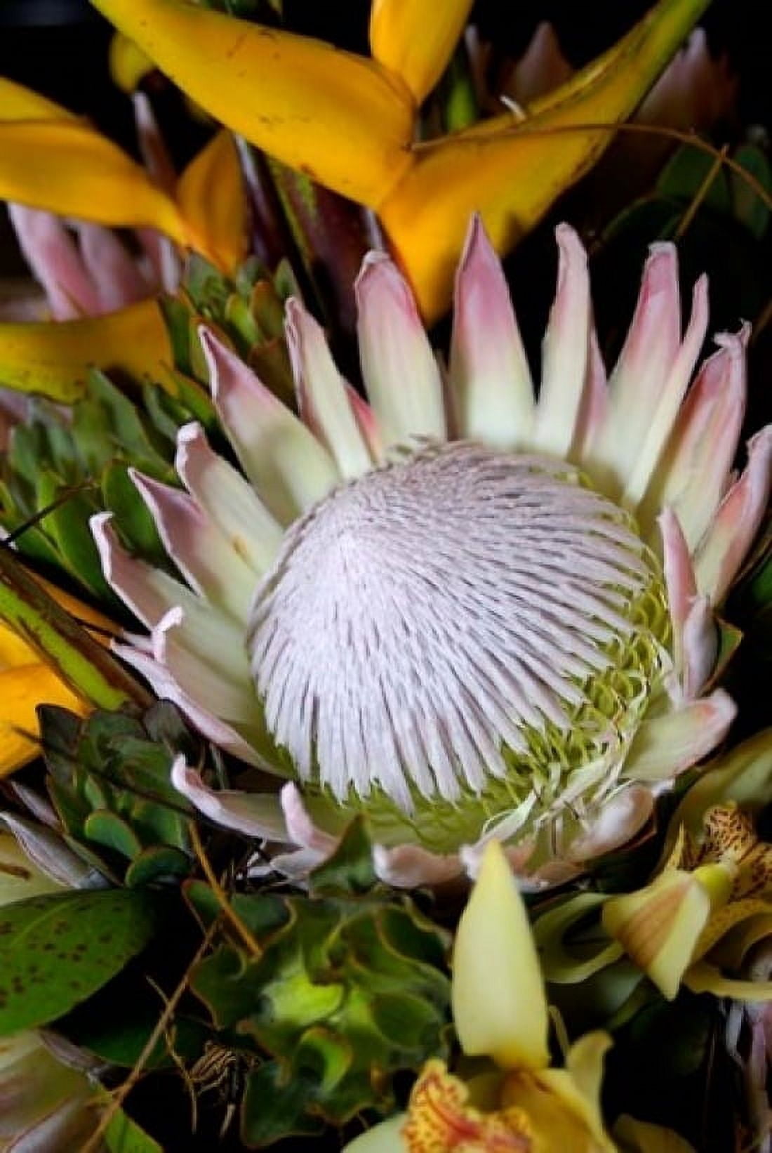 Queen Protea Kwazulu Natal South Africa Canvas Art - Jim Engelbrecht DanitaDelimont (12 x 17)