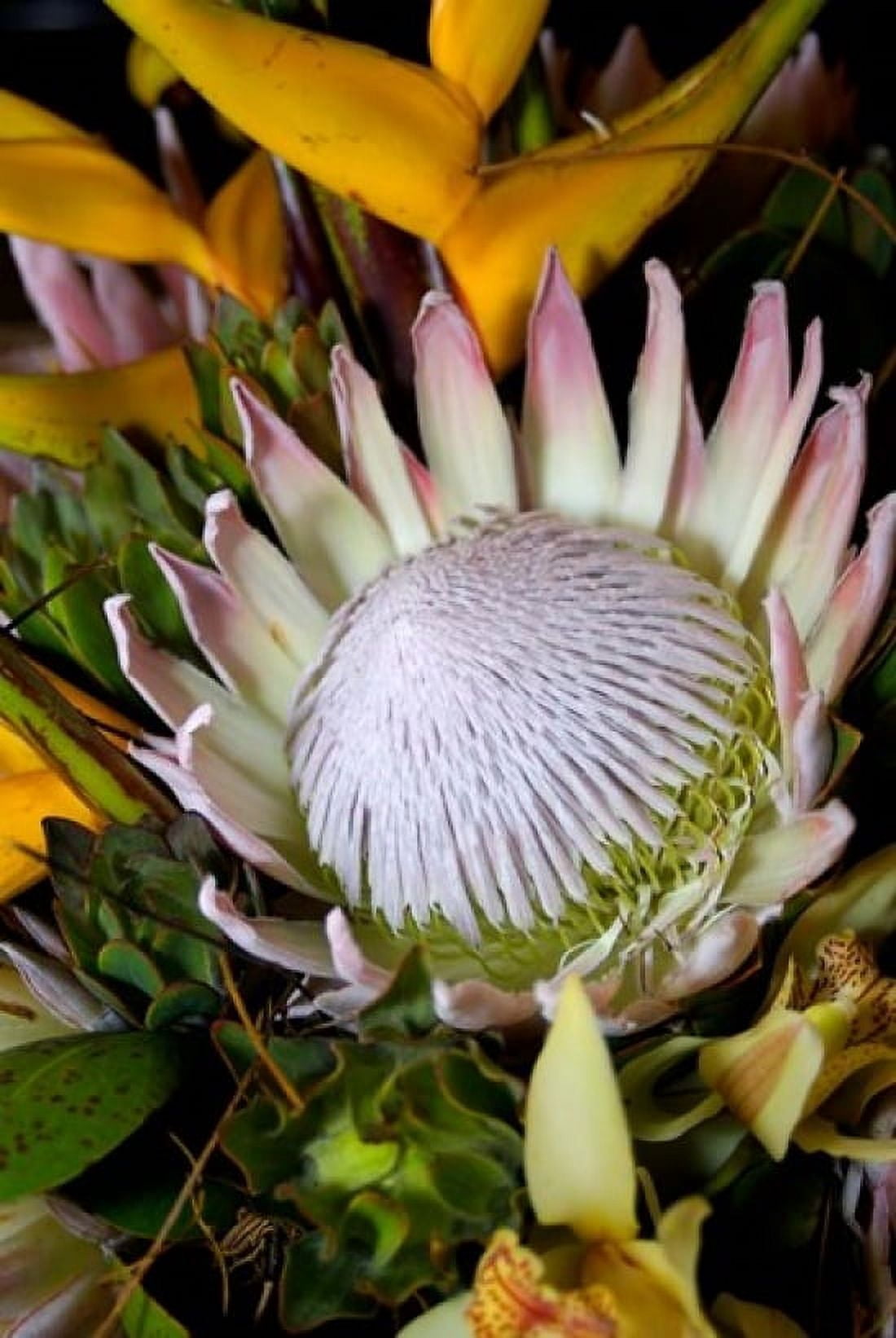 Queen Protea Kwazulu Natal South Africa Canvas Art - Jim Engelbrecht DanitaDelimont (24 x 35)