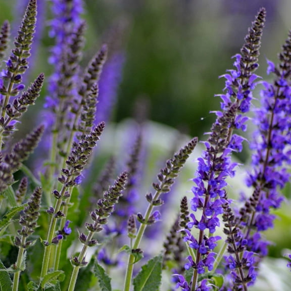 Queen Series Salvia blue ~50 Seeds – Perennial Salvia nemorosa syn x superba – Drought Tolerant, Lavender Flower Spikes – Full Sun, Zones 3-9 – 12-20" Tall – Non-GMO – 2nd Year Bloom