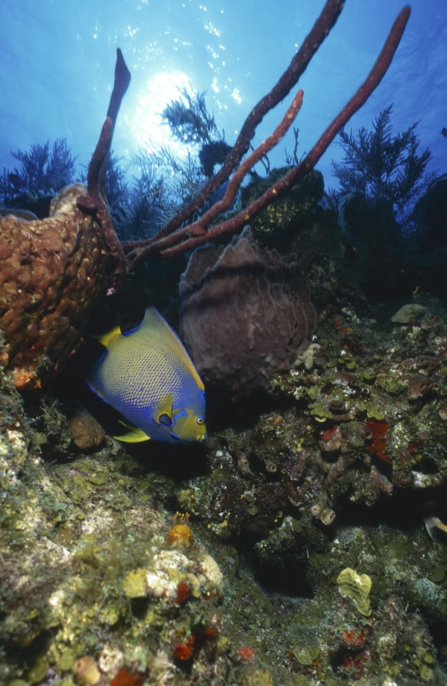Queen angelfish Bahamas Canvas Art - Beverly FactorStocktrek Images (23 x 35)