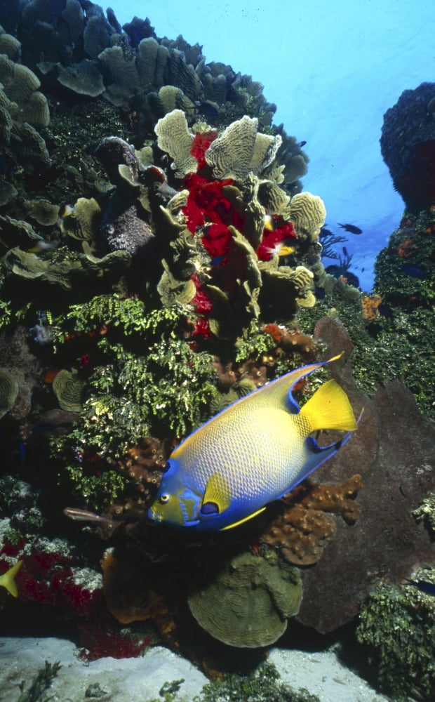 Queen angelfish Cozumel Mexico Canvas Art - Beverly FactorStocktrek Images (11 x 18)