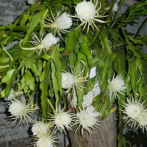 Queen of The Night Cactus Plant Live, Epiphyllum Oxypetalum Plant, 4 Inc Pot, 4 to 5 Inc Long, White Flower