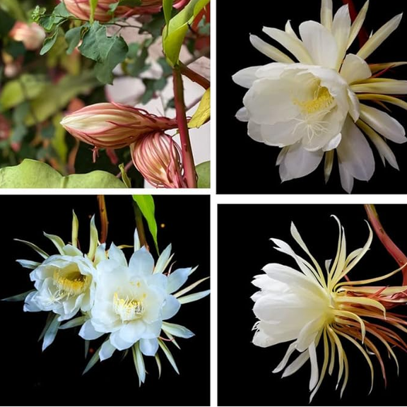 Queen of The Night Cactus Plant Live for Planting, White Epiphyllum Flower Cactus Live Plant for Indoor Outdoor in Half Gal Pot