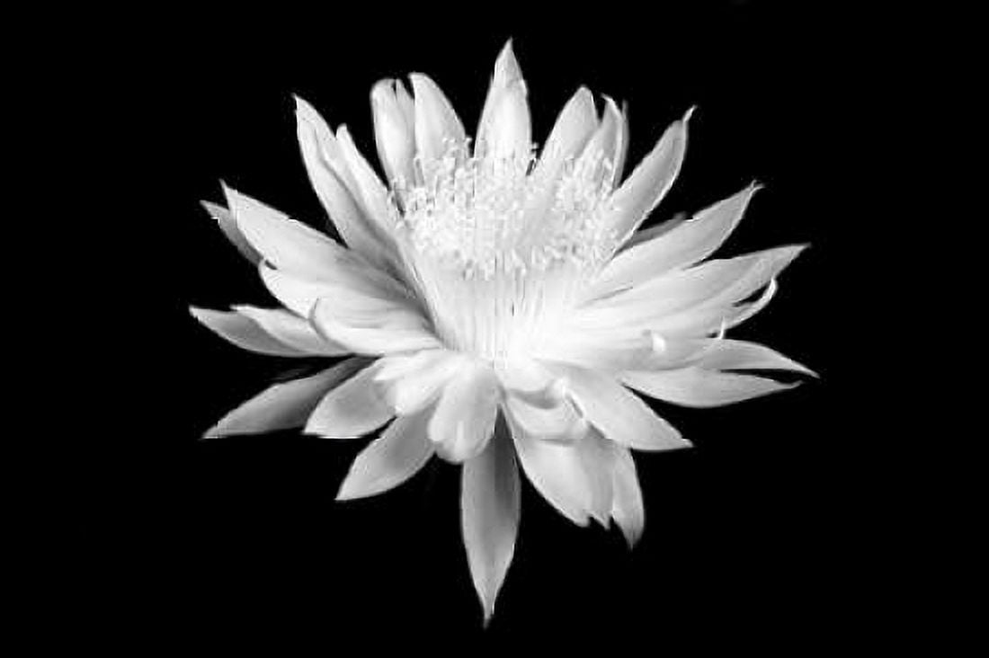 Queen of the Night BW I Canvas Art - Douglas Taylor (24 x 36)