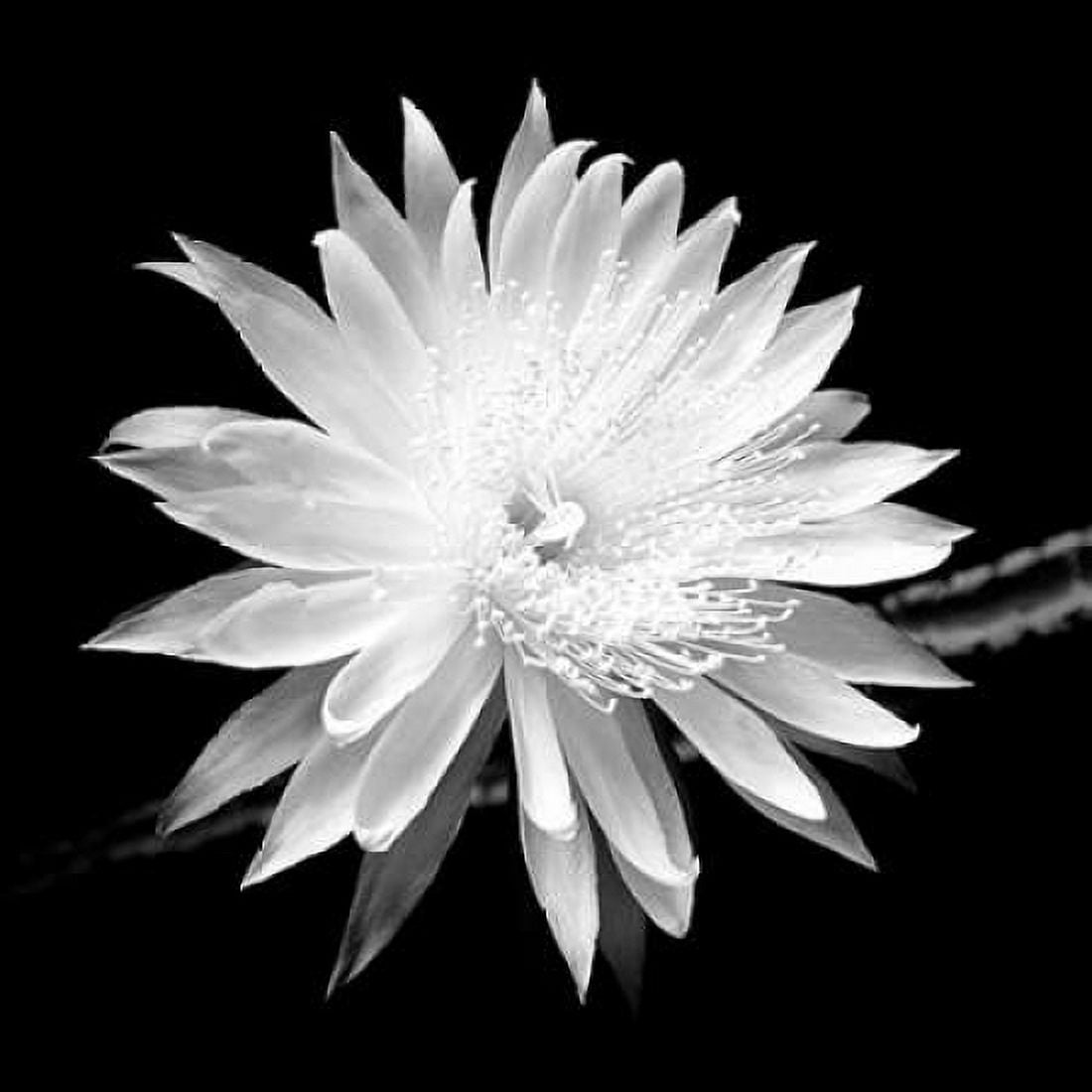 Queen of the Night BW II Canvas Art - Douglas Taylor (24 x 24)