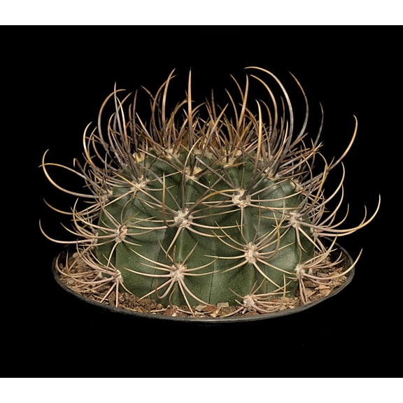 Queen of the Night Cactus - 3 Live Starter Plants - Echinopsis Leucantha - Beautiful Night Blooming Succulent Houseplant