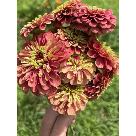 Queeny Mix Giant Zinnia Bouquet Flower Premium Seed Packet
