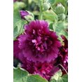 thumbnail image 1 of Queeny Purple Hollyhock - Alcea - Perennial - Very Dwarf - Quart Pot, 1 of 4