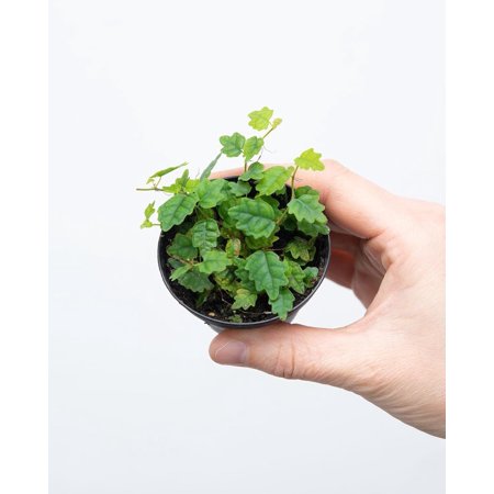 Quercifolia Ficus Tree - String of Frogs - Live Starter Plant in a 2 Inch Pot - Ficus Pumila - Stunning Easy Care Interior Houseplant
