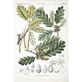thumbnail image 1 of Quercus Robur, Oak Tree Poster Print By Mary Evans Natural History Museum (24 X 36), 1 of 3