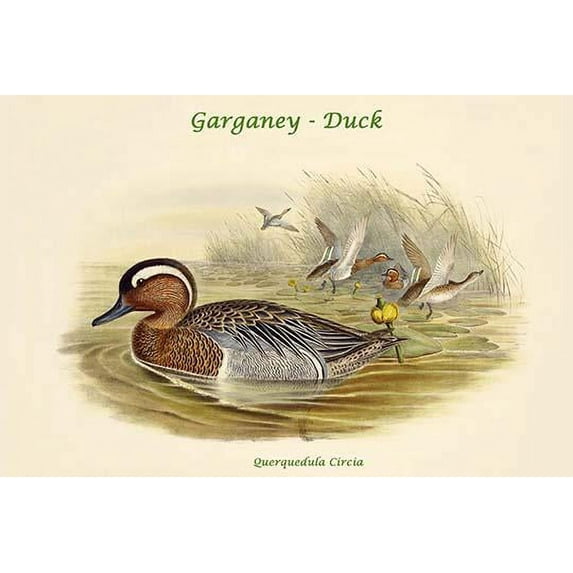 Querquedula Circia - Garganey - Duck-Fine Art Canvas Print (20" x 30")