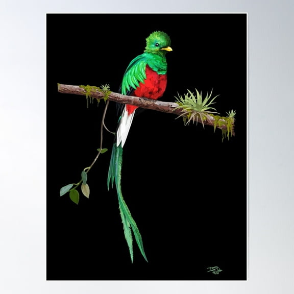Quetzal Bird Poster Wall Art, Modern Wall Decor For Living Room Bedroom, 8x12 UNFRAMED