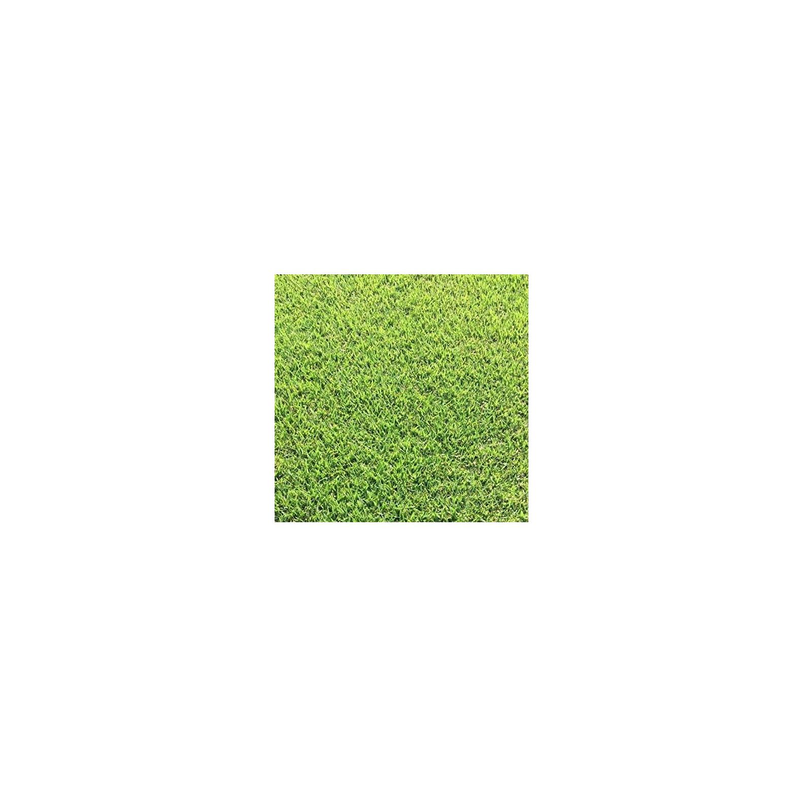 Quexis Empire Zoysia Grass Plugs 2 Trays