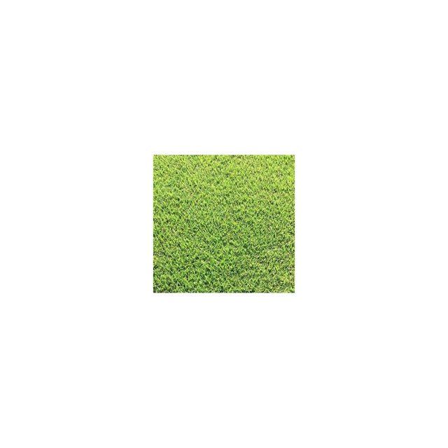 Quexis Empire Zoysia Grass Plugs 2 Trays