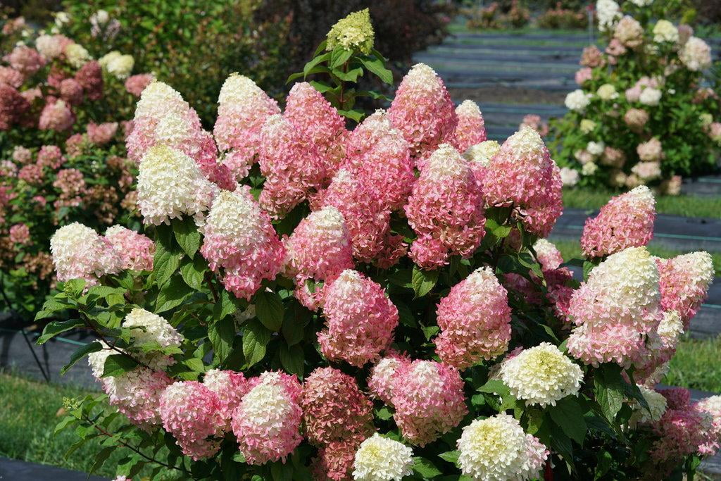 Quick Fire Fab Panicle Hydrangea-Colorful Blooms-Hardy Shrub 3 Gallon ...
