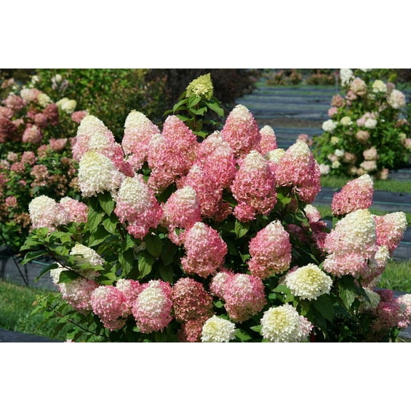 Quick Fire Fab Panicle Hydrangea-Colorful Blooms-Hardy Shrub 3 Gallon