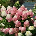 thumbnail image 1 of Quick Fire Fab® Panicle Hydrangea, 1 of 10
