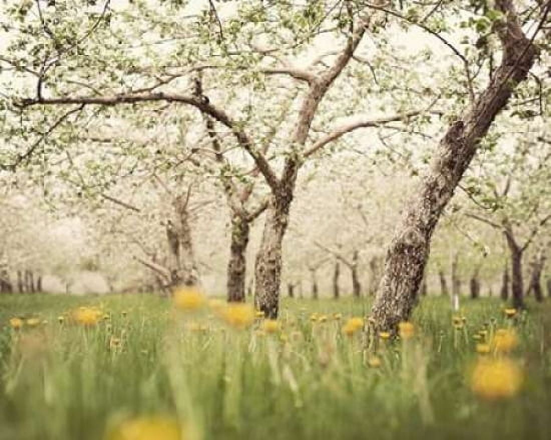 Quiet Orchard Canvas Art - Irene Suchocki (24 x 30)