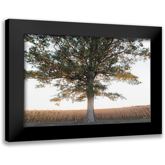 Quillen, Donnie 14x11 Black Modern Framed Museum Art Print Titled - Cornfield at Sunset