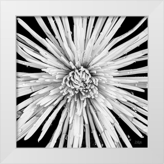 Quillen, Donnie 15x15 White Modern Wood Framed Museum Art Print Titled - Black and White Love