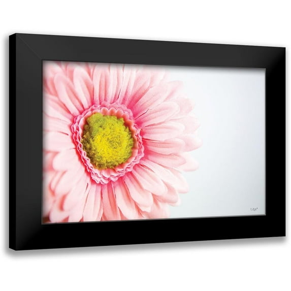 Quillen, Donnie 18x13 Black Modern Framed Museum Art Print Titled - Daisy Close-up