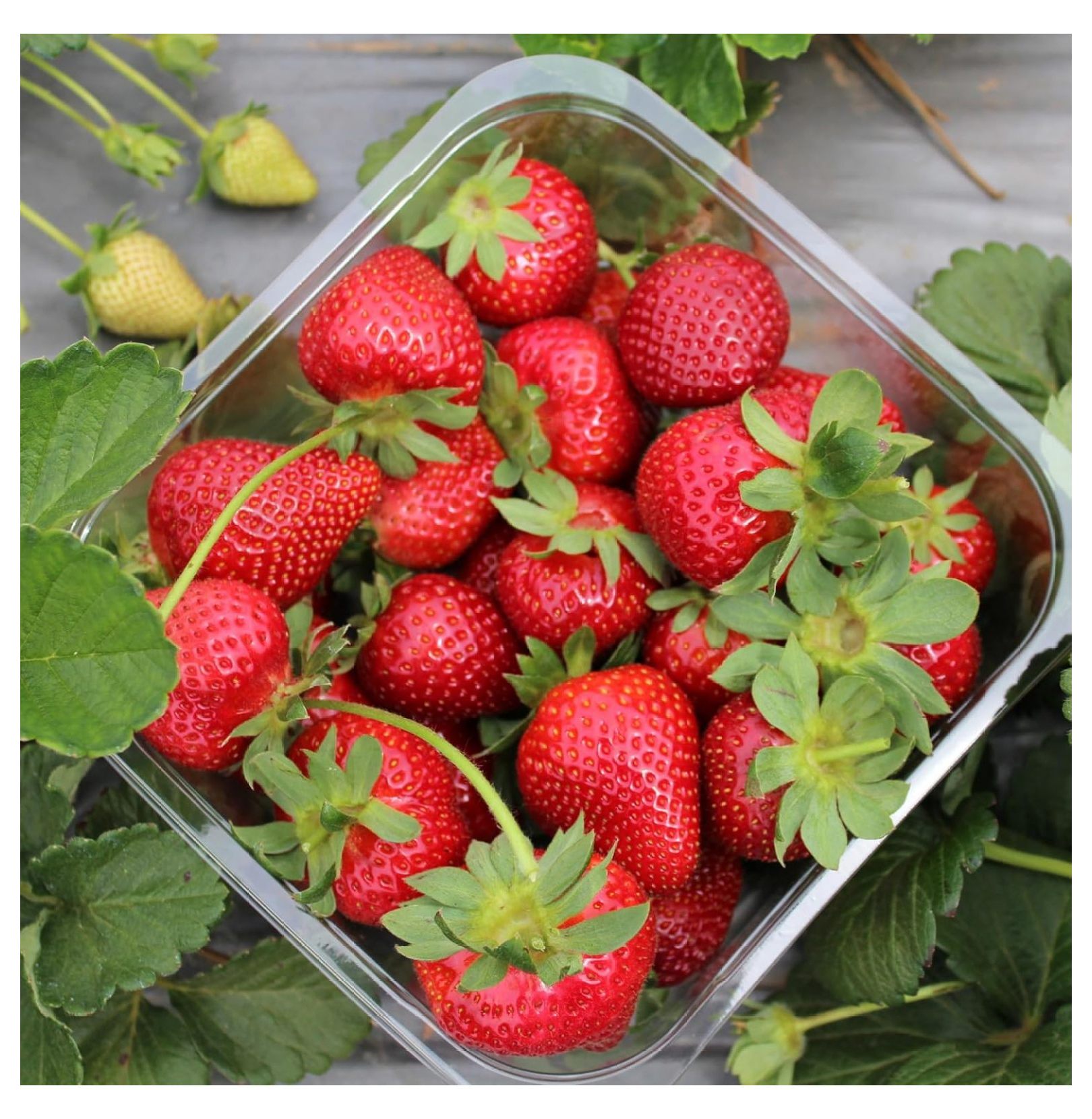 Quinalt Everbearing Strawberry Plants Large Sweet Strawberries Bare
