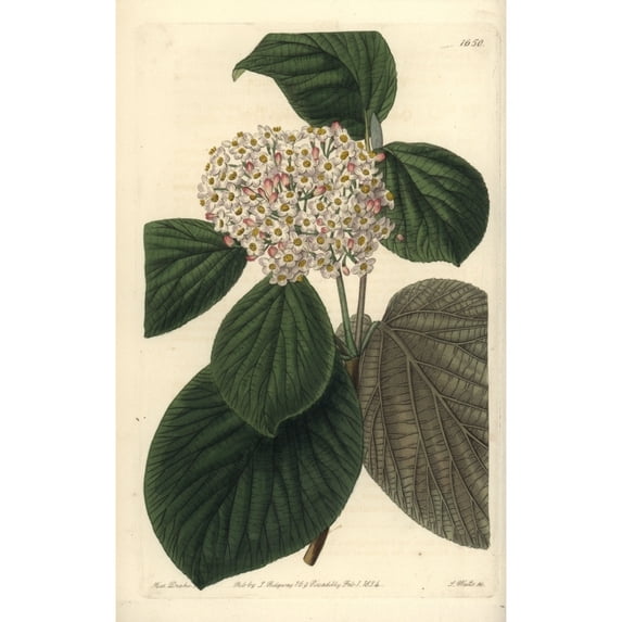 Quince-Leaved Wayfaring Tree Viburnum Cotinifolium Poster Print By ?? Florilegius Mary Evans