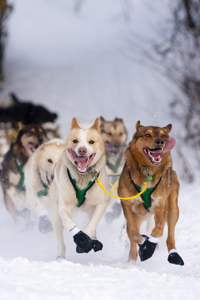 Quinn Iten Lead Dogs Running On Long Lake During The Re-Start Of The 2010 Iditarod In Willow Alaska Canvas Art - Jeff Schultz Design Pics (22 x 34)