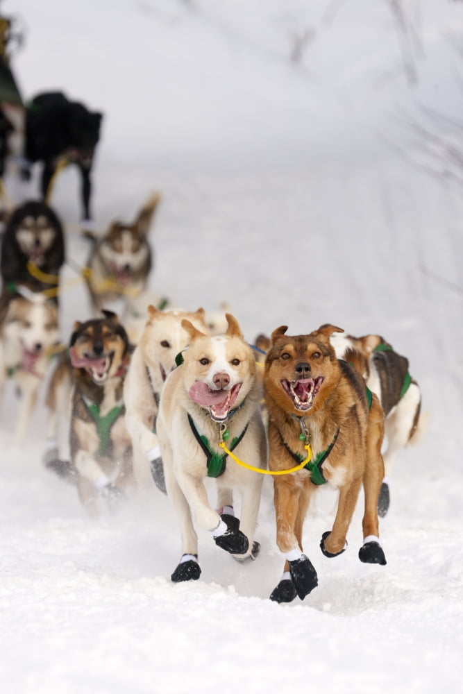 Quinn Iten Lead Dogs Running On Long Lake During The Re-Start Of The 2010 Iditarod In Willow Alaska Canvas Art - Jeff Schultz Design Pics (22 x 34)