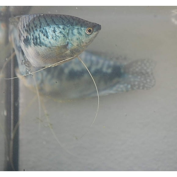 Quinn's Fins- Opaline Gourami